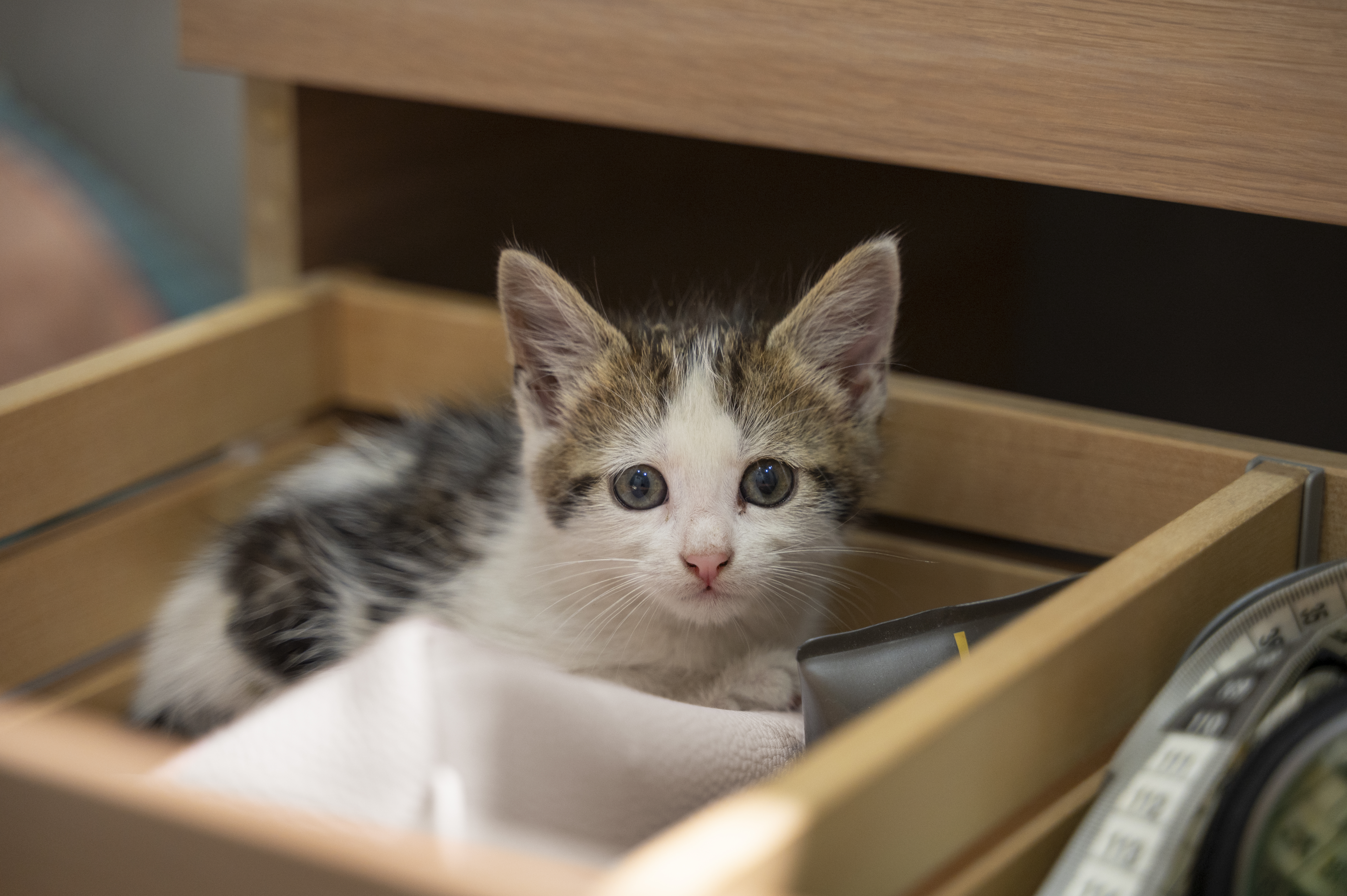 Adoptable Cats