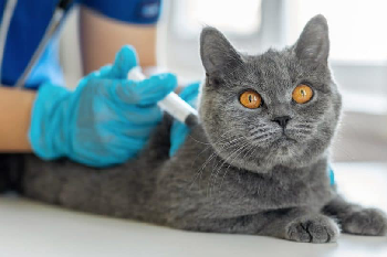 Vaccinations for Cats