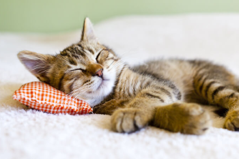 Cat Grooming Services